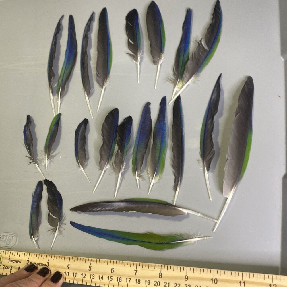 Nanday Conure Parrot Feathers Green Blue Black Mixed Naturally Molted 22 Piece